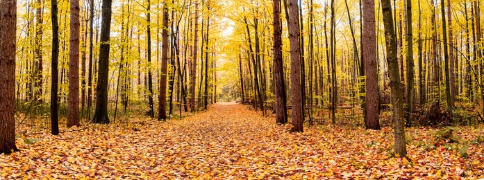 panorama of a forest in canada in fall