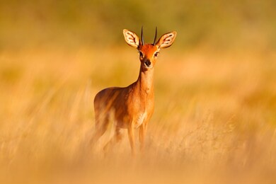 steenbok, raphicerus campestris, sunset evening light, grassy nature habitat, kgalagadi, botswana.  wildlife scene from nature. animal on the meadow. deer in the wild africa.
