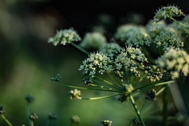 heracleum plant summer blossom macro