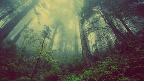 into the forest. nature composition.
