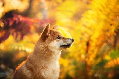close-up portrait of beautiful and happy shiba inu puppy sitting in the fall forest at golden sunset. profile of cute red shiba inu female puppy in autumn