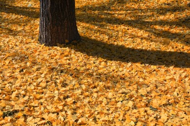 autumn ginkgo, fallen leaves full of autumn colors