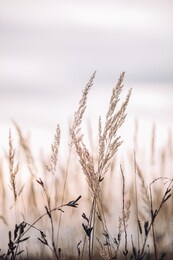 sunset in the field. close view of grass stems against dusty sky. calm and natural background