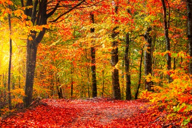 autumn colors. autumn landscape in the forest. the leaves that turn yellow in autumn offer a visual feast. charming autumn image. bavaria, germany