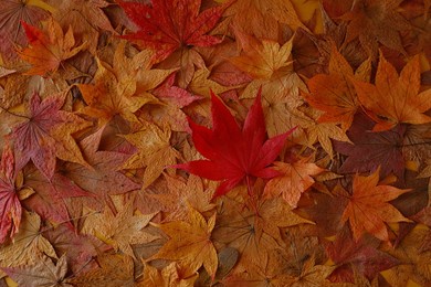 fallen leaves on the ground