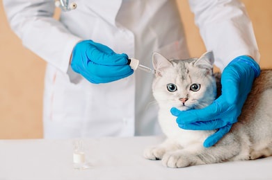 examining and medicating the ears of cat. applying ear drops to cat. pet ear disease. female veterinary doctor put drops into ears of scottish straight silver chinchilla cat.
