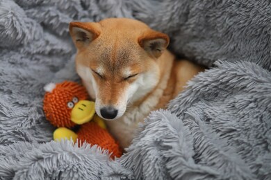 cute red dog shiba inu sleeps on a gray fluffy blanket with her favorite toy
