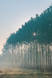 sunrising  behind poplar trees in rural punjab, india