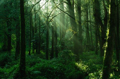 sun beams in the forest in ali mountain
