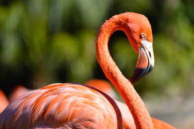 caribbean flamingo latin name phoenicopterus ruber