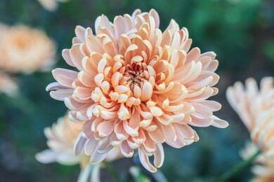 beautiful  pink chrysanthemums close up in autumn sunny day in the garden. autumn flowers. flower head