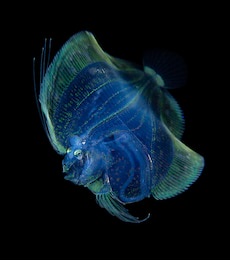 flounder blackwater diving underwater photo