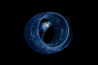 eel blackwater diving underwater photo