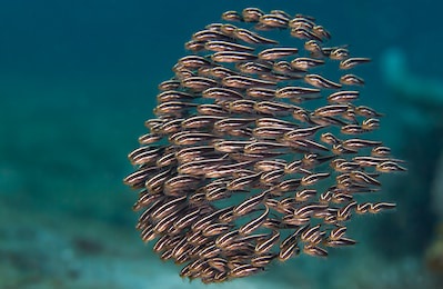 juvenile striped catfish underwater macro photo