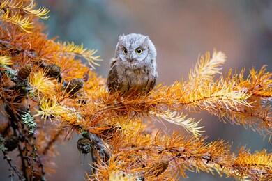 he eurasian scops owl (otus scops), also known as the european scops owl or just scops owl, is a small owl. this species is a part of the larger grouping of owls known as typical owls