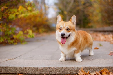 welsh corgi dog in autumn in the park