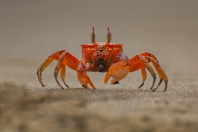 painted ghost crab, cart driver crab, ocypode gaudichaudii, on the beach. isla de la plata, machalilla national park, ecuador