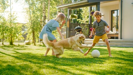 two kids have fun with their handsome golden retriever dog on the backyard lawn. they pet, play, tackle it on the ground and scratch. happy dog holds toy football in jaws. suburb house in the summer