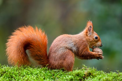 a red squirrel eating a nut on a moss trunk