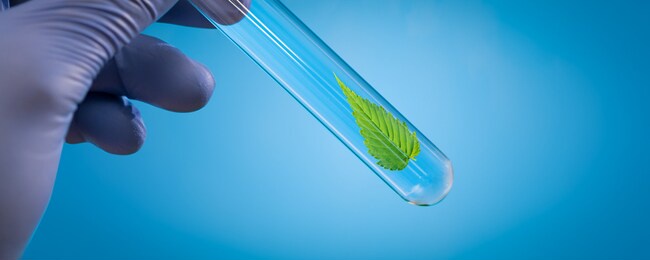 leaf of medicinal plant in test tube in hand