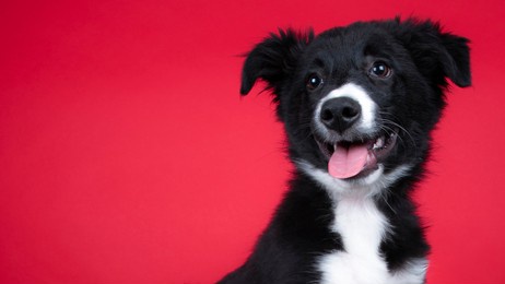 this border collie smiles in front of the camera. 