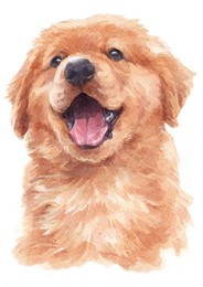 water colour painting of golden retriever