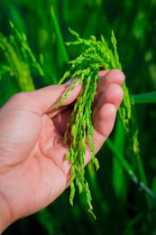 paddy care/agriculture/ hand touching a young rice in the paddy field. the staple food of the whole world.