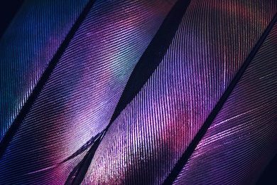 bird feather purple colored light. beautiful background pattern texture for design. macro photography view.