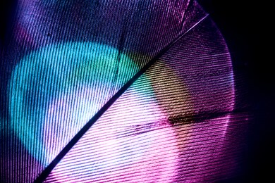 close up bird feather multi colored  light. beautiful background pattern texture for design. macro photography view.