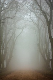 foggy oak old alley with tangle branches