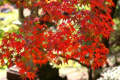 saga prefecture. beautiful scenery of autumn leaves.