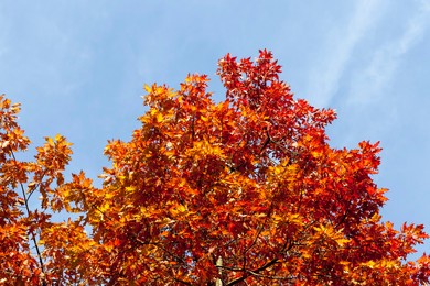 deciduous trees oak in the forest or in the park 