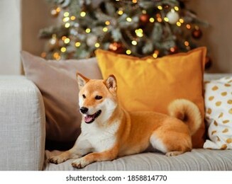 a young cheerful dog shiba inu is lying on a gray sofa with colored decorative pillows, in the background a christmas tree decorated with christmas toys and garlands