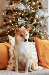 a young dog shiba inu is sitting on a gray sofa with colored decorative pillows, in the background a christmas tree decorated with christmas toys and garlands