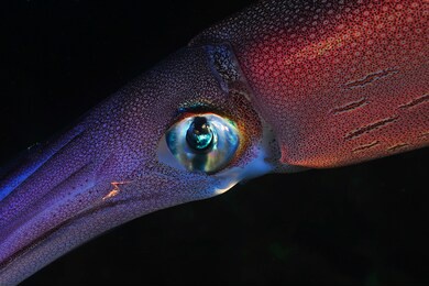 atlantic ocean squid macro photo