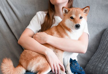 a woman hugs a cute red dog shiba inu, sitting on her lap at home. close-up. trust, calm, care, friendship, love concept. 