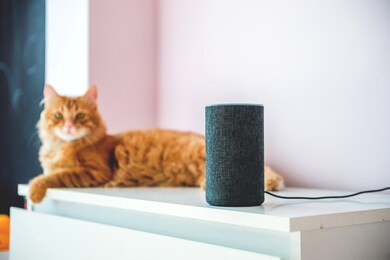 voice controlled smart speaker. ginger cat. home voice activated speaker in lounge with cat. pet talking to echo dot. smart home concept. modern household wireless device.