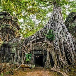 ancient khmer architecture. ta prohm temple with giant banyan tree at angkor wat complex, siem reap, cambodia. two images panorama