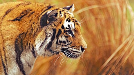 tiger walking on brown grass