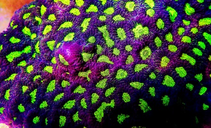 macro shot on favia lps coral polyps