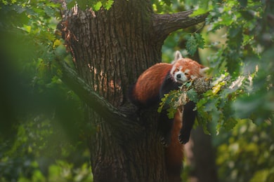 red panda (ailurus fulgens) sleeping on a branch high in the crown of a oak tree.
