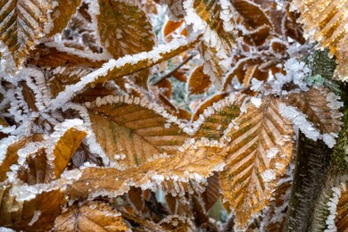 frozen leaves, carpinus betulus frozen leaves