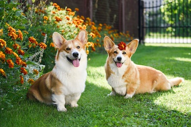 welsh corgi pembroke in flowers 