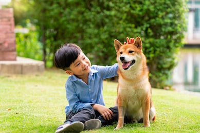 a boy is sitting with a dog by the pool. asian boy hugging shiba inu in a park.