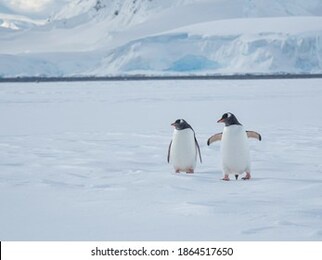 penguins living in antarctica spring