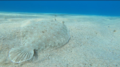 alive sole fish swimming on a sandy surface underwater in ikaria	