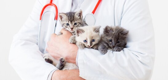 cat kitten in vet doctor hands. veterinarian doctor with stethoscope holding 3 three kittens of different breeds in veterinary clinic. vet medicine for pets and cats. long web banner
