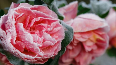 winter in the garden. hoarfrost on the petals of pink rose, the first frost.
