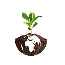 world soil day with tree plantation