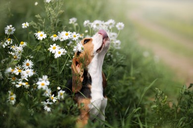 cute beagle puppy in daisies